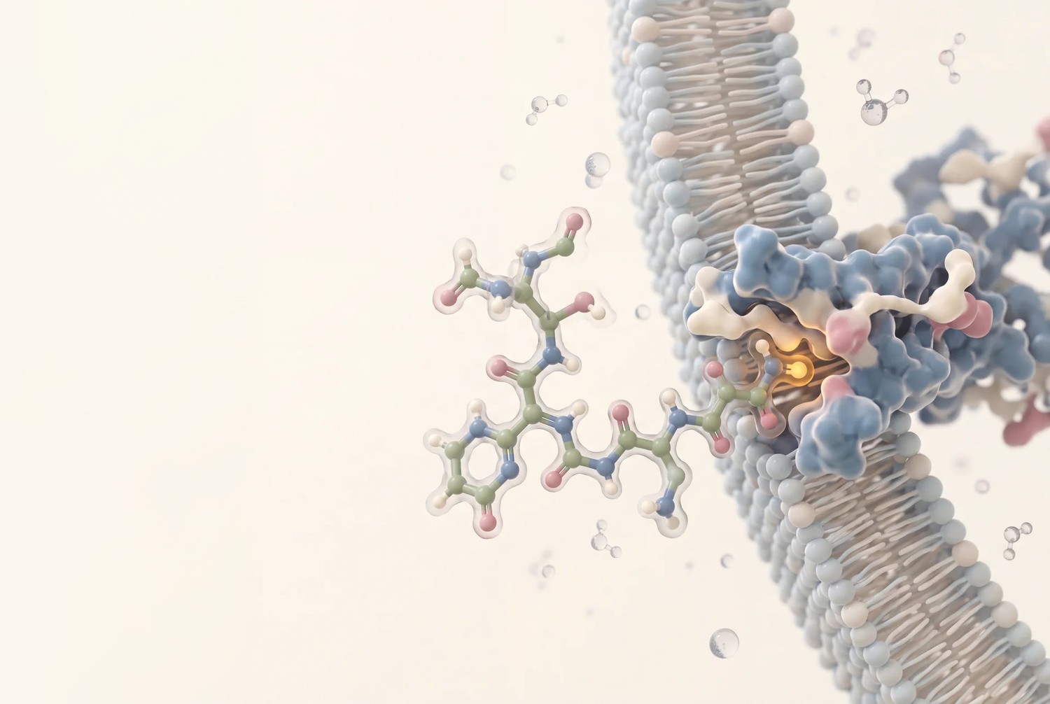 A peptide docking onto a receptor in a cell membrane